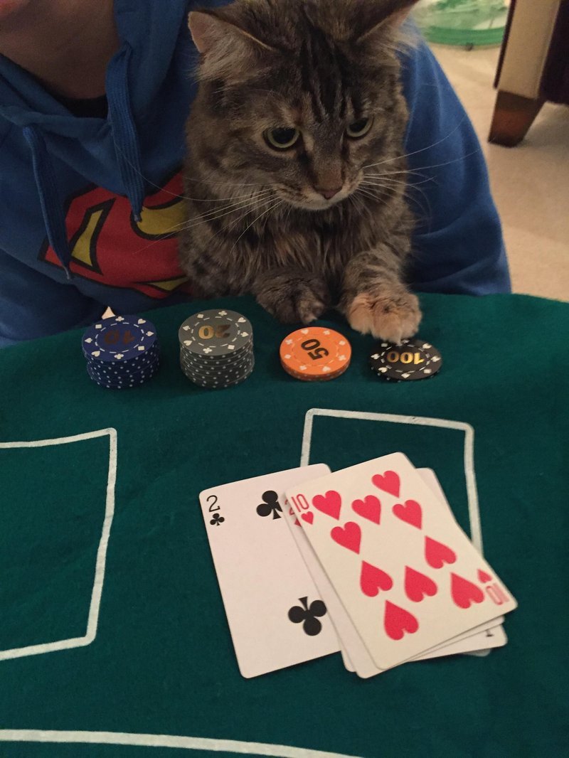 Best gamble zen uk in United Kingdom
